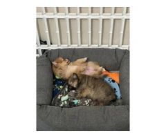 3 boy Pomeranian puppies for sale - 5