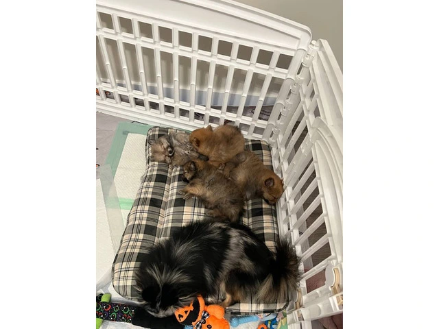 3 boy Pomeranian puppies for sale - 6/10