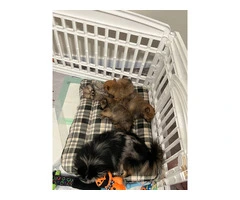 3 boy Pomeranian puppies for sale - 6