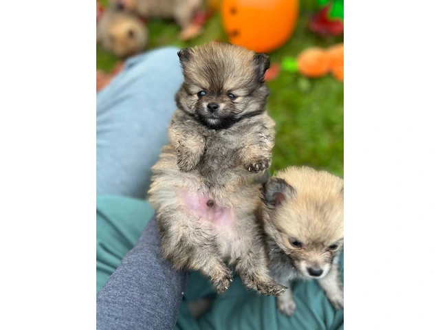 3 boy Pomeranian puppies for sale - 7/10