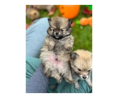 3 boy Pomeranian puppies for sale - 7