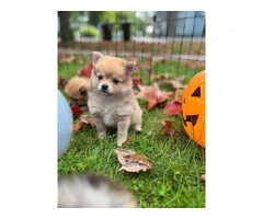 3 boy Pomeranian puppies for sale - 8