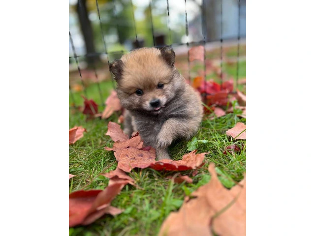 3 boy Pomeranian puppies for sale - 9/10
