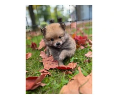 3 boy Pomeranian puppies for sale - 9