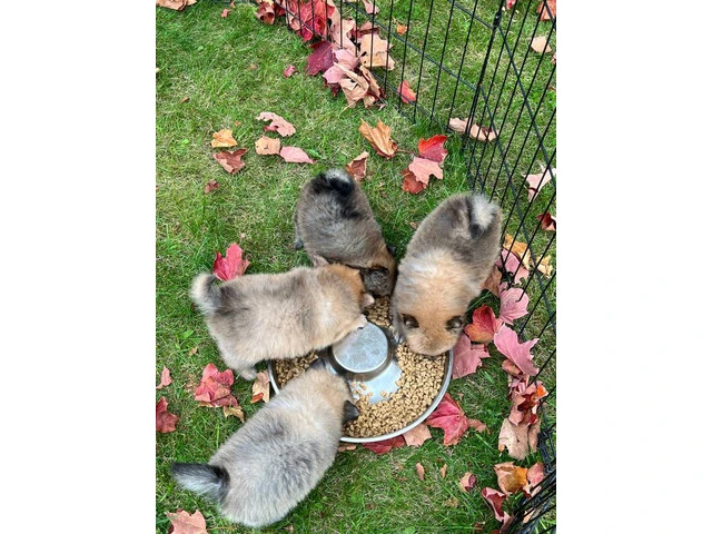 3 boy Pomeranian puppies for sale - 10/10