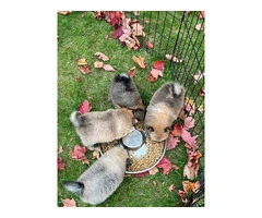 3 boy Pomeranian puppies for sale - 10
