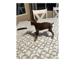 Fawn and chocolate Minpin puppies - 2