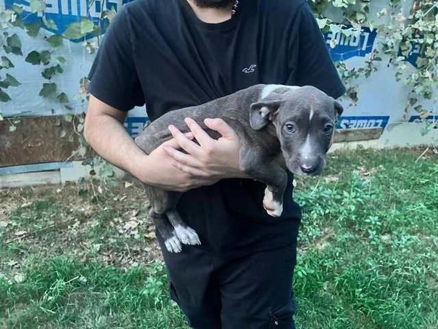 5 bullboxer pit puppies for adoption - 1/9