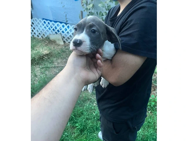 5 bullboxer pit puppies for adoption - 2/9
