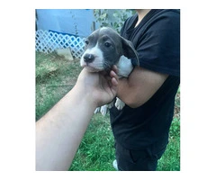 5 bullboxer pit puppies for adoption - 2