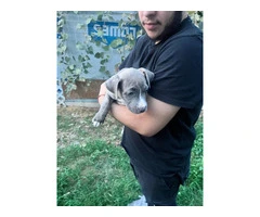5 bullboxer pit puppies for adoption - 4