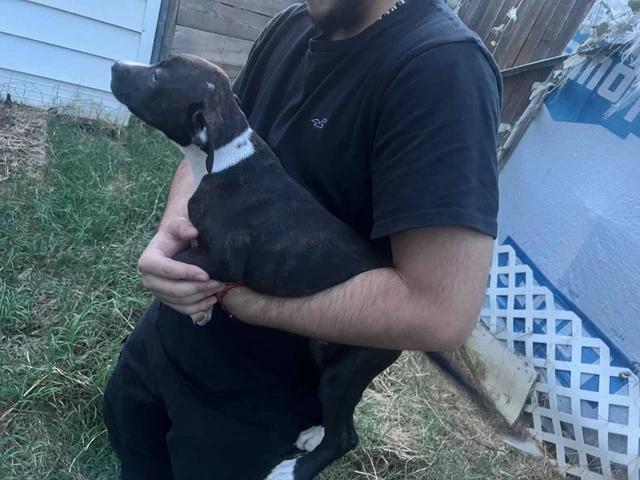 5 bullboxer pit puppies for adoption - 5/9