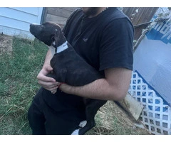 5 bullboxer pit puppies for adoption - 5
