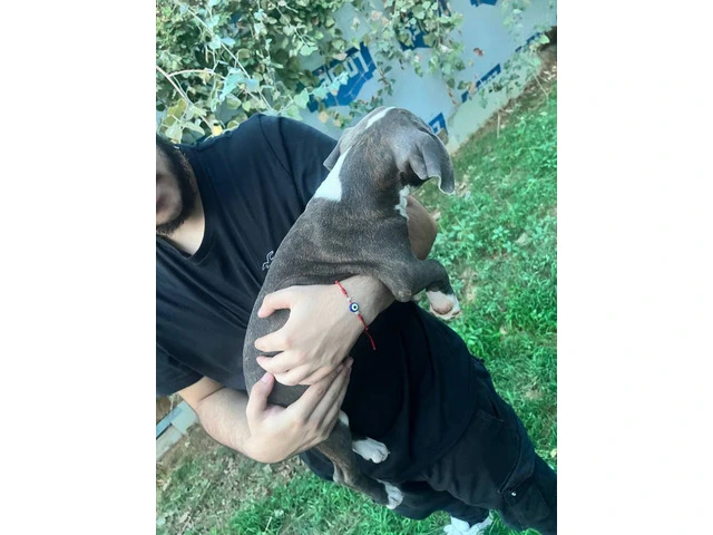 5 bullboxer pit puppies for adoption - 7/9