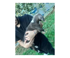 5 bullboxer pit puppies for adoption - 7