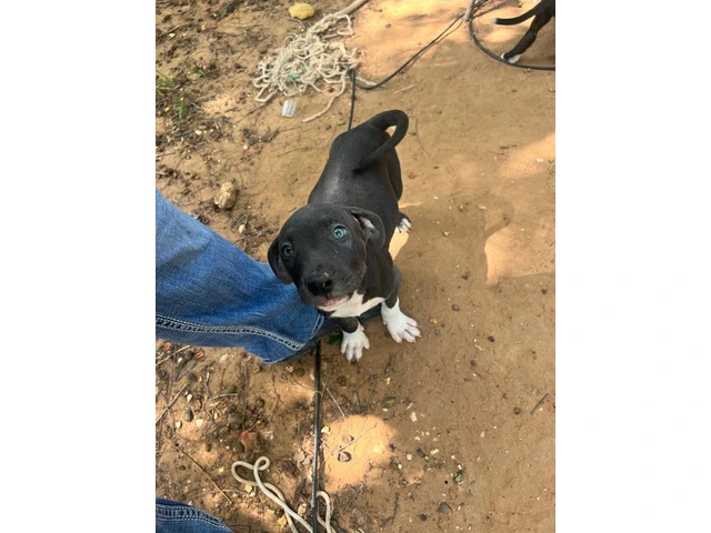 5 bullboxer pit puppies for adoption - 8/9