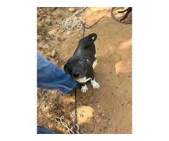 5 bullboxer pit puppies for adoption - 8