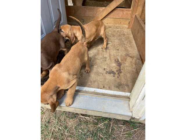 3 Bloodhound puppies left - 3/12