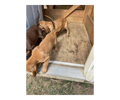 3 Bloodhound puppies left - 3