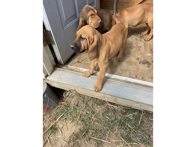 3 Bloodhound puppies left - 11/12