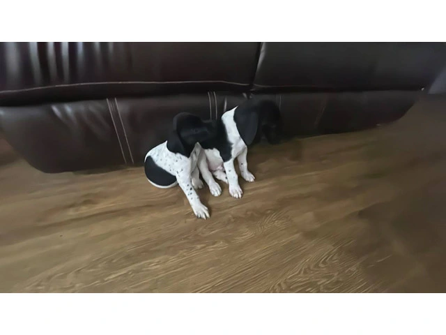 2 German Shorthaired Pointer puppies for sale - 1/11