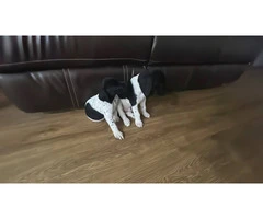 2 German Shorthaired Pointer puppies for sale - 1