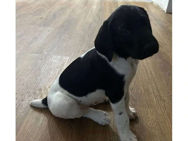2 German Shorthaired Pointer puppies for sale - 5/11