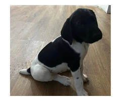 2 German Shorthaired Pointer puppies for sale - 5