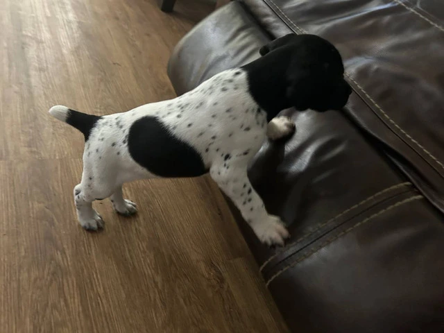 2 German Shorthaired Pointer puppies for sale - 6/11