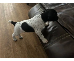 2 German Shorthaired Pointer puppies for sale - 6