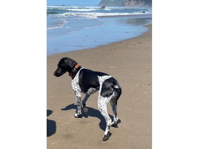 2 German Shorthaired Pointer puppies for sale - 7/11
