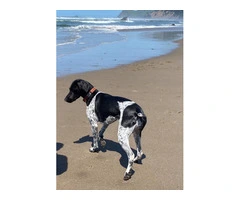 2 German Shorthaired Pointer puppies for sale - 7