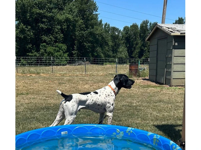 2 German Shorthaired Pointer puppies for sale - 9/11