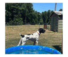 2 German Shorthaired Pointer puppies for sale - 9