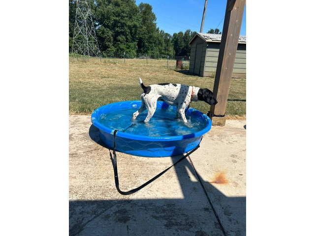 2 German Shorthaired Pointer puppies for sale - 10/11