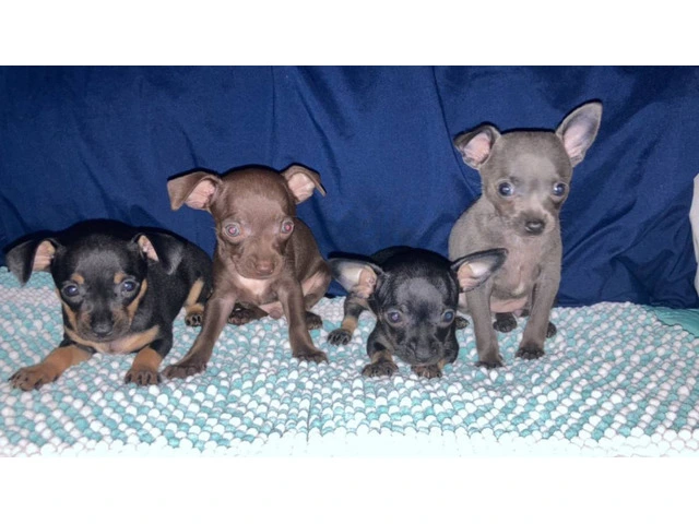 4 Chihuahua puppies for sale - 1/13