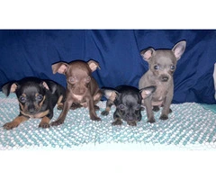4 Chihuahua puppies for sale