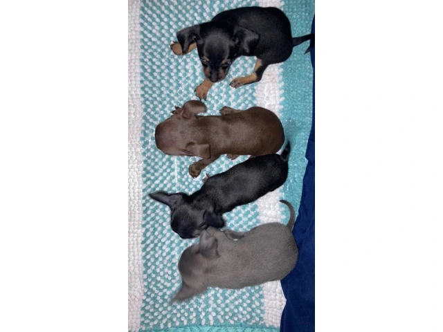 4 Chihuahua puppies for sale - 2/13