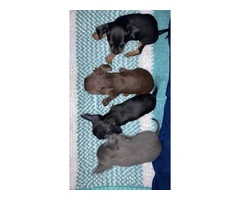 4 Chihuahua puppies for sale - 2