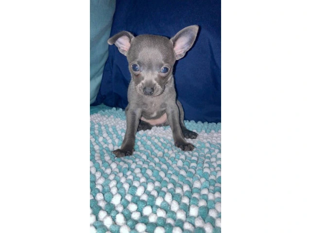 4 Chihuahua puppies for sale - 3/13