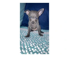 4 Chihuahua puppies for sale - 3