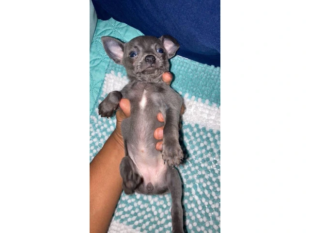 4 Chihuahua puppies for sale - 5/13