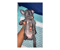 4 Chihuahua puppies for sale - 5