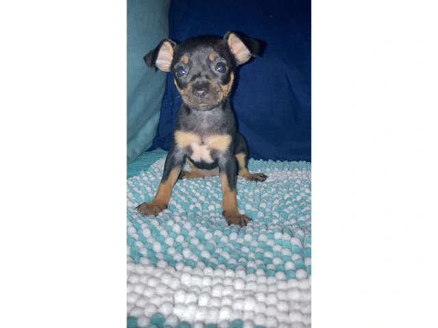 4 Chihuahua puppies for sale - 6/13