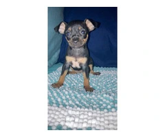4 Chihuahua puppies for sale - 6
