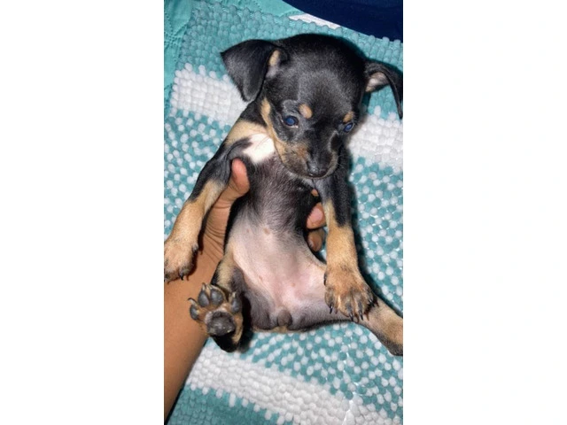 4 Chihuahua puppies for sale - 7/13