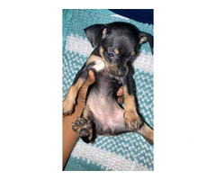 4 Chihuahua puppies for sale - 7