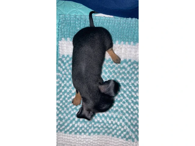 4 Chihuahua puppies for sale - 8/13