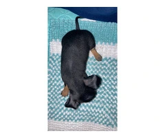 4 Chihuahua puppies for sale - 8