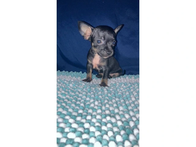 4 Chihuahua puppies for sale - 9/13